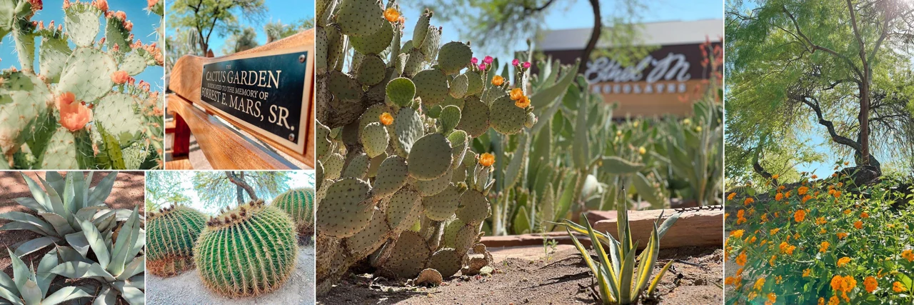 Ethel M cactus garden and chocolate factory in Henderson