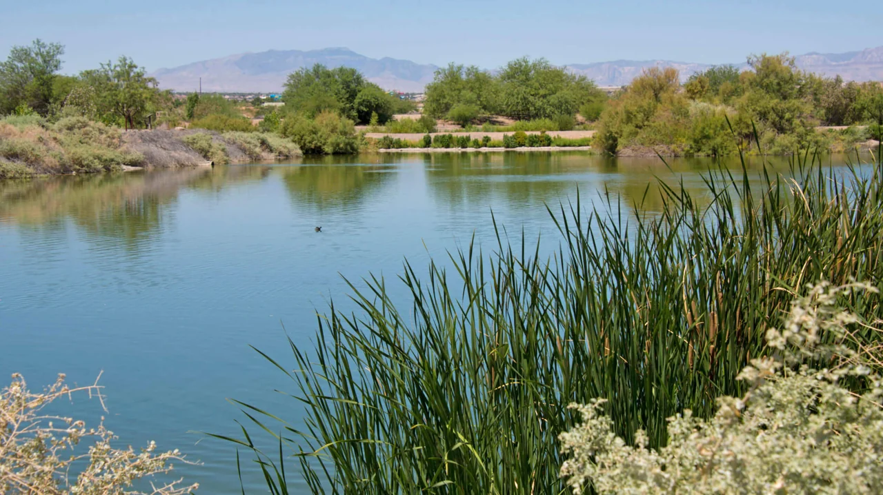 A pond surrounded by reeds at Henderson Bird Viewing Preserve