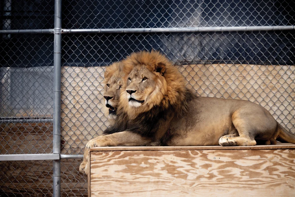 A lion resting inside its enclosure at Lion Habitat Ranch