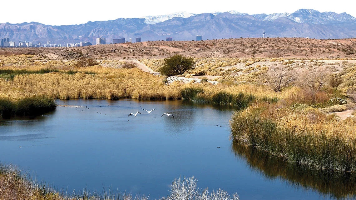 Birds above a pond at Clark County Wetlands Park, with Las Vegas in the distance